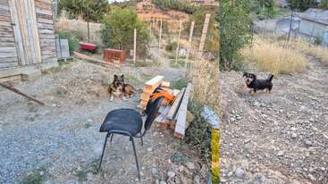 In a rustic outdoor area, two dogs relax near stacked wood, a black chair, and scattered tools. Dry grass, trees, and fencing surround the scene.
