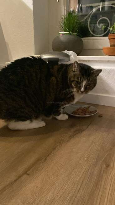 Eine getigerte Katze mit weißen Pfoten sitzt auf einem Holzboden und frisst von einem Teller in der Nähe eines Fensters mit Topfpflanzen auf dem Fensterbrett.