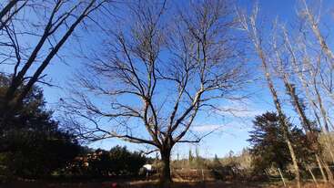 Un gran árbol sin hojas se alza en el centro, rodeado de otros árboles desnudos, bajo un cielo azul brillante. El suelo parece marrón y cubierto de hierba.