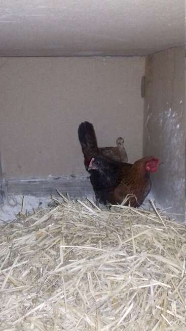 The image depicts two chickens standing in a small enclosure, surrounded by straw, with a white wall and ceiling visible in the background.