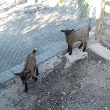 The image depicts two baby goats in an enclosure, one standing on a tree stump and the other in front of a chain-link fence.