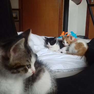 The image depicts three kittens on a bed, with one kitten in the foreground and two in the background, all with distinctive markings and colors.