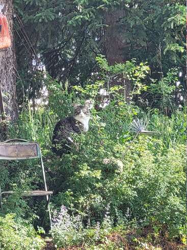 Un gato mullido se sienta camuflado entre frondosos arbustos y plantas verdes, junto a una silla de metal oxidado, bajo altos árboles de hoja perenne en un jardín iluminado por el sol.