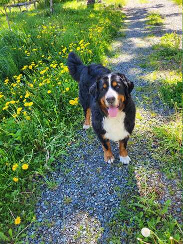 Un alegre Boyero de Berna en un camino de grava rodeado de hierba verde y dientes de león amarillos en flor bajo un sol radiante. Lengua fuera.