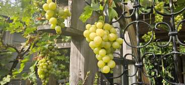 Des grappes de raisin vert et mûr pendent de vignes soutenues par des treillis en bois et des structures métalliques noires dans un jardin ensoleillé, entouré de feuilles vertes luxuriantes.