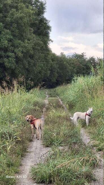 Zwei Hunde, ein brauner und ein weißer, die Geschirre tragen, stehen auf einem grasbewachsenen Feldweg, der von hohen grünen Pflanzen und Bäumen umgeben ist, unter einem bewölkten Himmel.