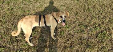 Ein hellbrauner Hund mit einem schwarzen Geschirr steht auf einer Wiese und schaut mit herausgestreckter Zunge zurück. Der Schatten der Person erstreckt sich über den Boden.