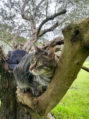 Un chat tigré aux yeux jaunes saisissants est assis, alerte, sur une branche d'arbre, entouré d'herbe verte et de branches tortueuses, se fondant parfaitement dans l'environnement naturel.