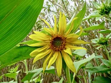 Un tournesol jaune vif se dresse fièrement parmi les feuilles vertes, ses pétales rayonnant autour d'un centre sombre, sur fond de végétation luxuriante et de lumière naturelle.