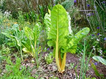 Des bettes à carde d'un vert vif poussent avec vigueur dans un jardin luxuriant, entourées de diverses fleurs sauvages et de verdure, avec de hautes tiges jaunes saines qui se détachent.
