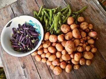 Sur une table rustique en bois, des pommes de terre et des haricots verts fraîchement récoltés sont empilés. Un bol contient des pois mange-tout d'un violet éclatant, encore attachés à leurs petites fleurs blanches.
