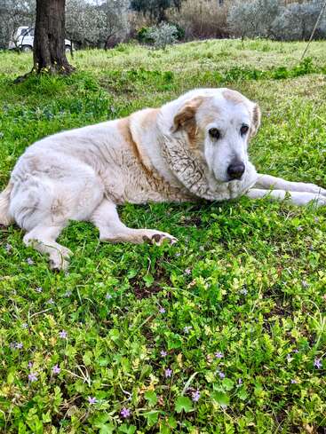 Un vieux chien de grande taille, au pelage blanc et brun clair, est allongé sur une herbe verte luxuriante, entouré de petites fleurs violettes, près d'un arbre dans un champ paisible.