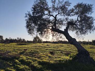 Un gran árbol retorcido se alza en un campo iluminado por el sol. La hierba verde cubre el suelo y la luz del sol se cuela entre las ramas, creando un paisaje tranquilo y sereno.