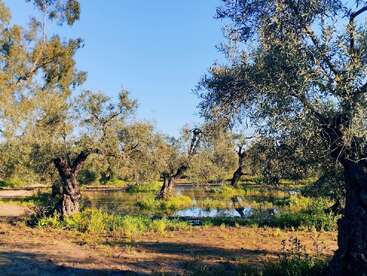 Esta imagen muestra un apacible olivar de troncos robustos, hierba verde brillante y un estanque de agua reflectante bajo un cielo azul despejado.