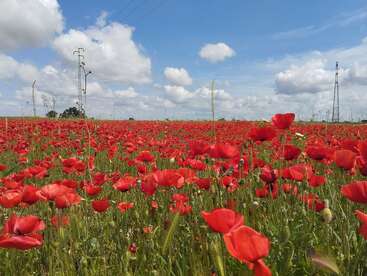 Un vibrante campo de flores rojas de amapola se extiende bajo un cielo azul brillante con nubes blancas dispersas, salpicado por algunos postes eléctricos en la distancia.
