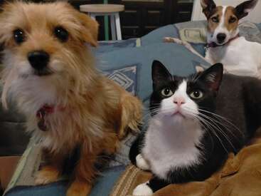 Un perro marrón desaliñado, un gato blanco y negro y otro perro con orejas puntiagudas descansan juntos en un acogedor sofá, mirando con curiosidad a la cámara.
