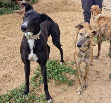 Dos curiosos galgos, uno negro y otro marrón, están de pie sobre un suelo arenoso con vegetación, ladeando la cabeza. Se ven otros dos perros y una persona.