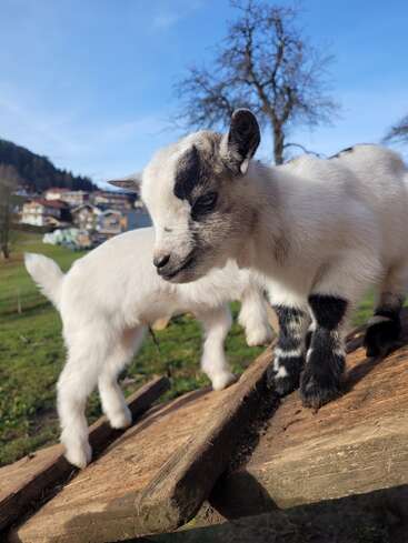 Zwei niedliche Ziegenbabys stehen auf einer hölzernen Rampe auf einer sonnigen Weide, umgeben von grünem Gras, Bäumen und fernen Häusern unter einem klaren blauen Himmel.