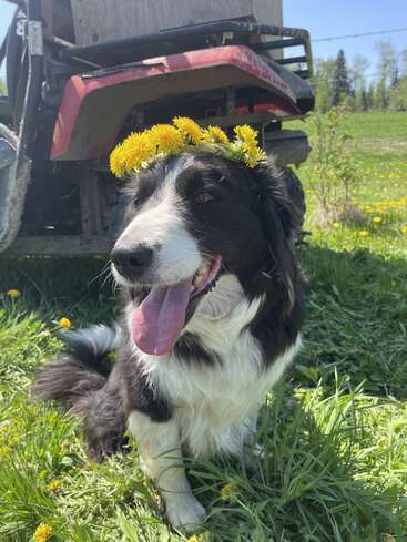 The image depicts a black and white dog sitting in a field of grass and dandelions, wearing a dandelion crown on its head.