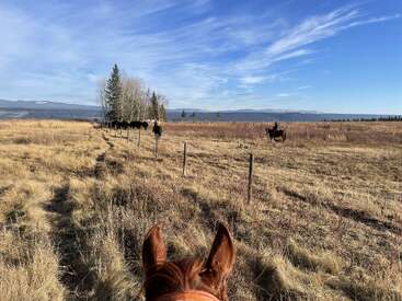 Perspectiva de um cavaleiro a cavalo, olhando através de um campo gramado. O gado caminha perto de uma cerca. Outro cavaleiro aparece à distância sob um céu azul.