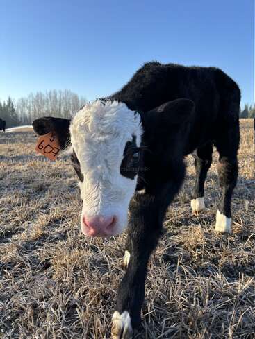 Um curioso bezerro preto e branco com uma marca de orelha laranja está em um campo gelado sob um céu azul claro, aproximando-se da câmera de forma curiosa.