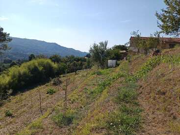 Una ladera con escasos árboles jóvenes, terreno cubierto de hierba y una casa lejana con tejado rojo. Un bosque frondoso y montañas llenan el fondo bajo un cielo despejado.