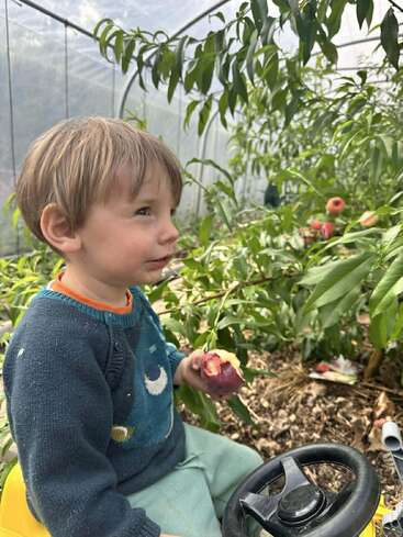 Un niño pequeño está sentado en un coche de juguete dentro de un invernadero, sosteniendo y comiendo un melocotón, rodeado de exuberantes plantas verdes y disfrutando del tranquilo entorno.