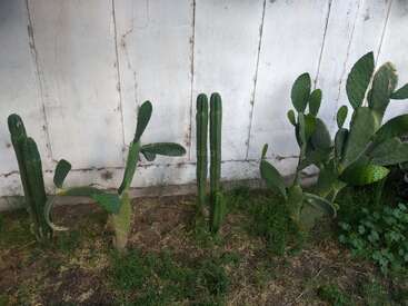 Vier verschiedene Kakteenarten wachsen in einer Reihe vor einer rissigen weißen Betonwand. Der Boden ist mit Gras und Erde bedeckt und vermittelt den Eindruck einer halbtrockenen Umgebung.
