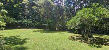 This image shows a sunny, lush green backyard surrounded by dense trees and plants. There's a small shed partially hidden among the foliage, creating a tranquil atmosphere.