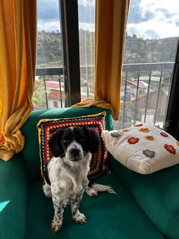 A black and white dog sits on a green couch by a sunny window, surrounded by colorful pillows and golden curtains, with a scenic hillside view outside.