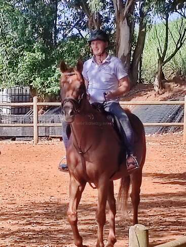 A person wearing a helmet rides a brown horse in an outdoor arena. Trees and fencing surround the area, creating a peaceful, shaded environment for horse riding.