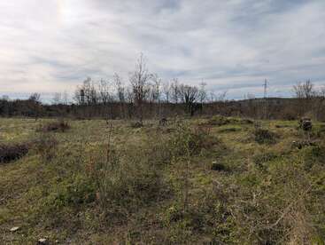 A grassy field with scattered bushes and shrubs. Bare trees line the background under a cloudy sky. A distant power line and tower are visible. Peaceful scene.