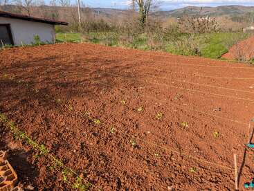 This image shows a freshly planted vegetable garden, with organized rows and young seedlings sprouting. The soil is reddish-brown, and a house is nearby.