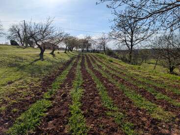 A sunny day on a farm field, with freshly plowed rows of soil. Bare trees line the sides, and green grass grows between the rows.