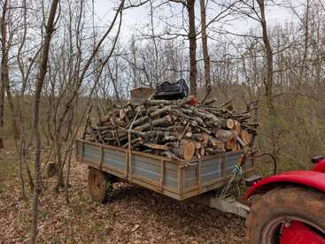 A trailer hitched to a red tractor is loaded with freshly cut firewood logs. The scene is set in a sparse, leafless forest area.