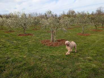 Um cachorro feliz, de cabelos encaracolados, corre por um campo verdejante, cercado por fileiras de oliveiras jovens, sob um céu parcialmente nublado com árvores ao longe.