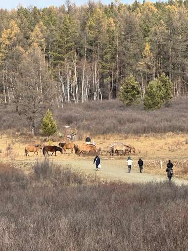 In a wild, grassy clearing near a dense forest, several people observe a group of horses grazing peacefully under the early autumn sun.