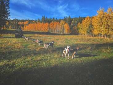 Une équipe de chiens de traîneau se tient dans un champ verdoyant, entourée d'arbres aux couleurs vives de l'automne avec des feuilles jaunes, sous un ciel bleu éclatant et une forêt lointaine.