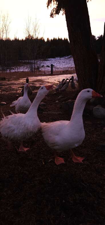 Drei weiße Gänse stehen ganz vorne. Enten sind in der Nähe des Baums. Schnee, Bäume und Kühe in der Ferne machen das friedliche Bild vom Sonnenuntergang auf dem Land komplett.