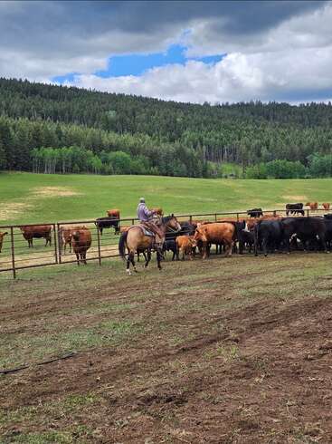 Ein Cowboy reitet auf einem Pferd und treibt Rinder auf einer grünen Weide zusammen, die von einem Zaun, hohen Wäldern, einem bewölkten Himmel und sanften Hügeln im Hintergrund umgeben ist.