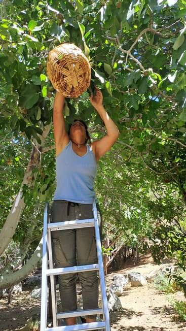 A woman stands on a ladder under a leafy tree, reaching up with a wicker basket, likely picking fruit or gathering something from the branches above.