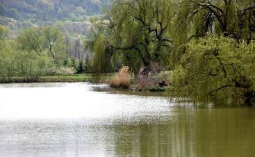 Um lago sereno cercado por árvores verdejantes, com suaves ondulações na água. Os galhos de salgueiro pendentes e as colinas distantes criam uma paisagem natural e tranquila.