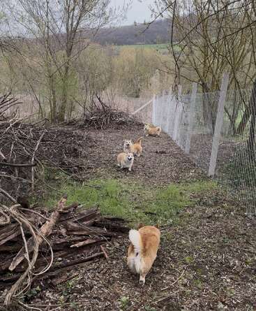Quatro adoráveis corgis caminham por uma trilha cercada em uma área arborizada. Galhos caídos e árvores em flor os cercam, com colinas distantes visíveis ao fundo.
