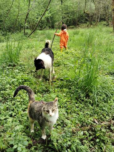 A child in an orange animal costume walks in a green forest, accompanied by a black and white dog and a gray tabby cat. Peaceful nature scene.