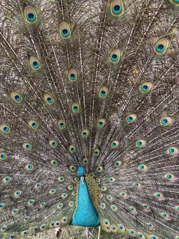 Un pavo real lleno de vida exhibe su impresionante plumaje, desplegando las iridiscentes plumas de la cola, cubiertas de motivos que parecen ojos, y mostrando en todo su esplendor la magnificencia de la naturaleza y sus exquisitos detalles.