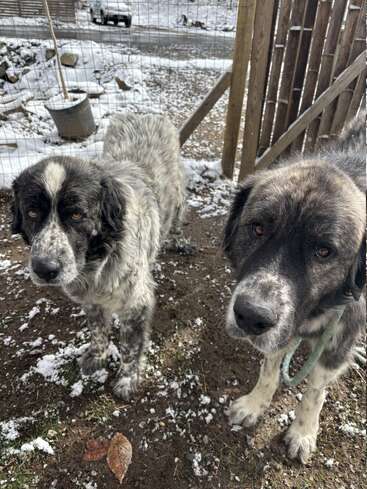 Dos perros grandes y peludos, de pelaje blanco y negro, están al aire libre sobre un suelo nevado, cerca de una valla de madera, mirando con curiosidad a la cámara en un día frío.