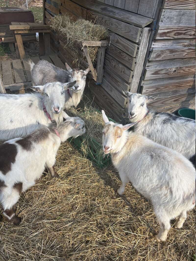 Cinco cabras están juntas en un corral con heno en el suelo. Están comiendo y algunas miran con curiosidad a la cámara desde junto a un cobertizo de madera.