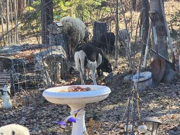 In a rustic yard, sheep graze among trees and logs. A decorative bird bath stands in front, with a colorful bird perched on its edge.