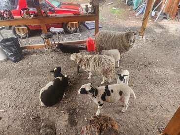 Six sheep, some standing and some laying, gather under a rustic shelter. Stools, a trash can, and a red vehicle are visible in the background.