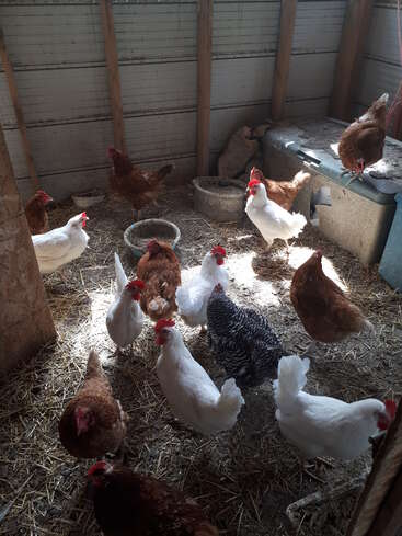 La imagen muestra un grupo de gallinas en un granero, algunas de pie en el suelo y otras sobre un contenedor, rodeadas de heno y objetos diversos.
